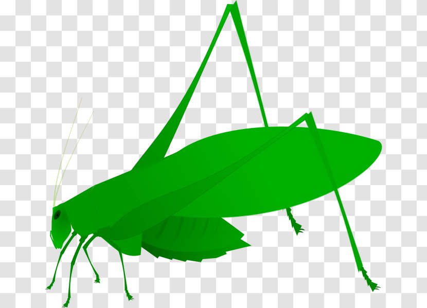 Grasshopper Insect Clip Art Amblycorypha Oblongifolia Bush Crickets - Green - Oval Transparent PNG