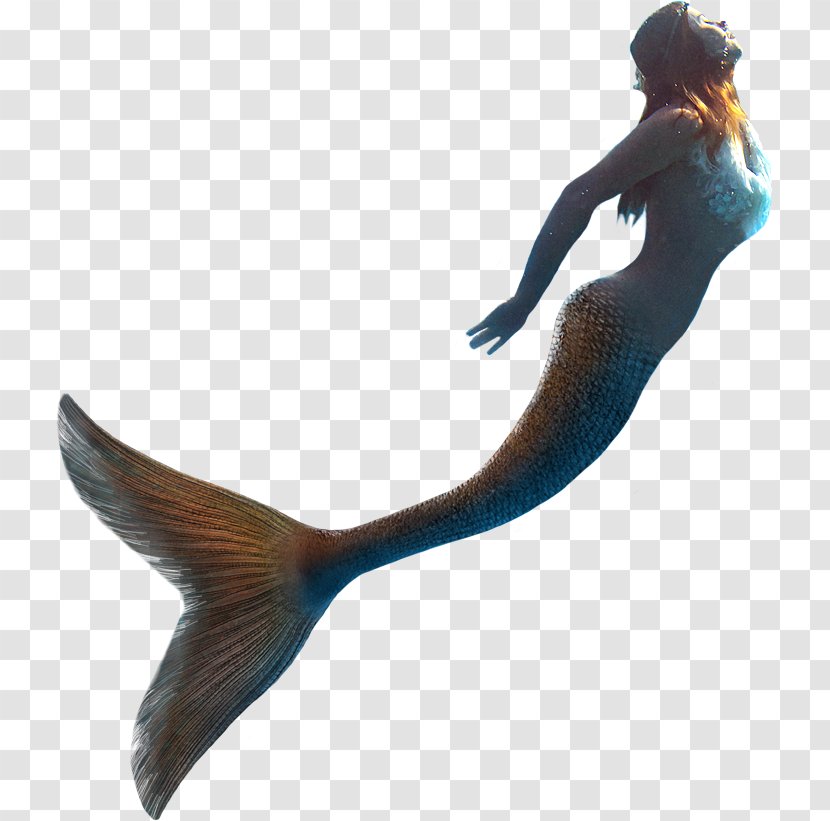 Little Mermaid LLC United Kingdom Transparent PNG