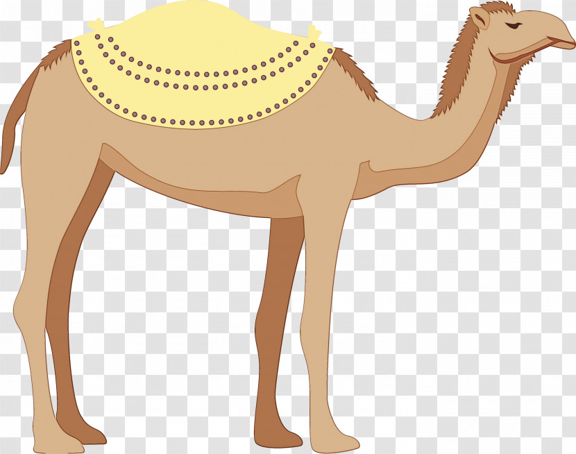 Dromedary Camels Biology Science Transparent PNG
