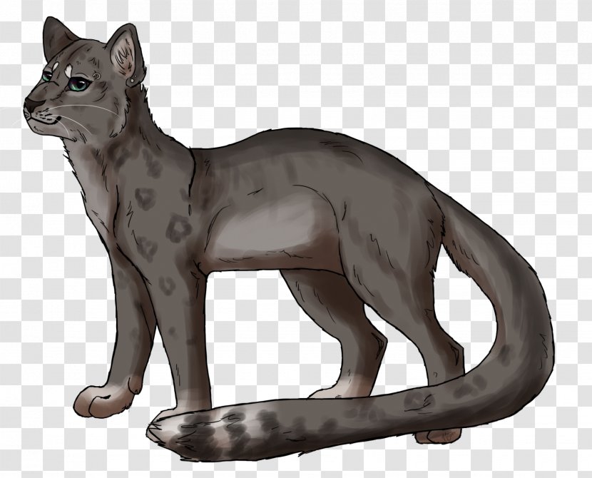 Whiskers Cat Red Fox Puma Terrestrial Animal - Wildlife Transparent PNG