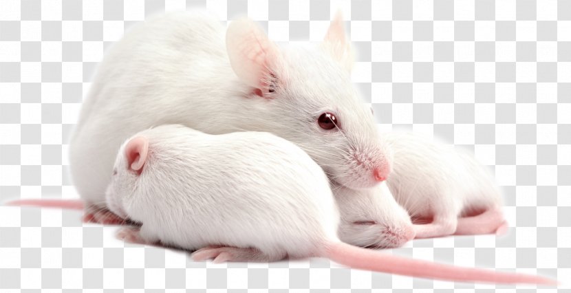 Puppy Rat House Mouse Dog Humanized - Laboratory Transparent PNG