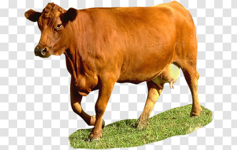 Cattle Animal French Clip Art - Video File Format - Cow Goat Family Transparent PNG