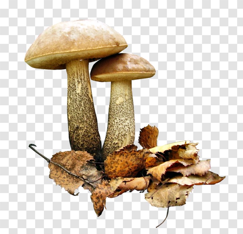 Brown Cap Boletus Fungus Clip Art Image - Aspen Mushroom Transparent PNG