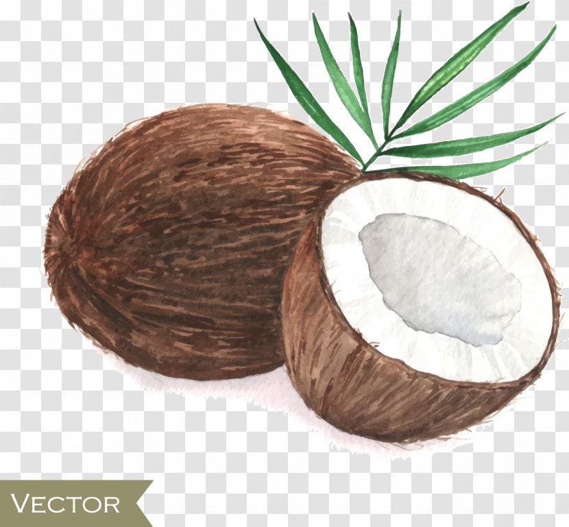 Coconut Drawing Poster Painting - Hand-painted Transparent PNG