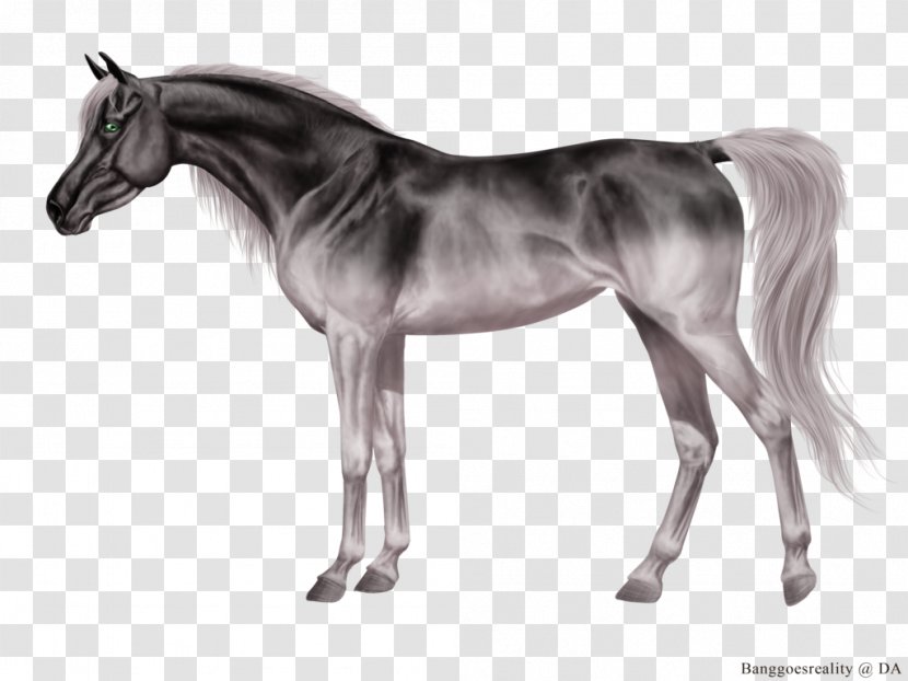 Grullo Foal Stallion Mane Mare - Black - Mustang Transparent PNG