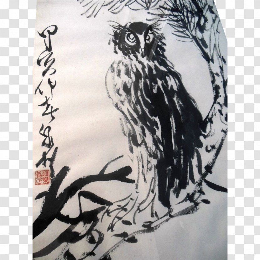 Owl Fauna Beak - Hawk Transparent PNG