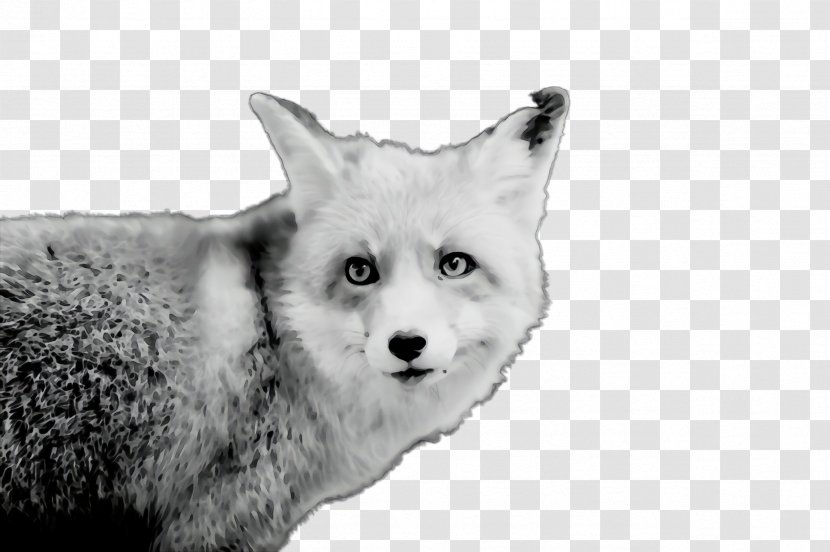 White Black Black-and-white Head Wildlife - Paint - Fox Transparent PNG