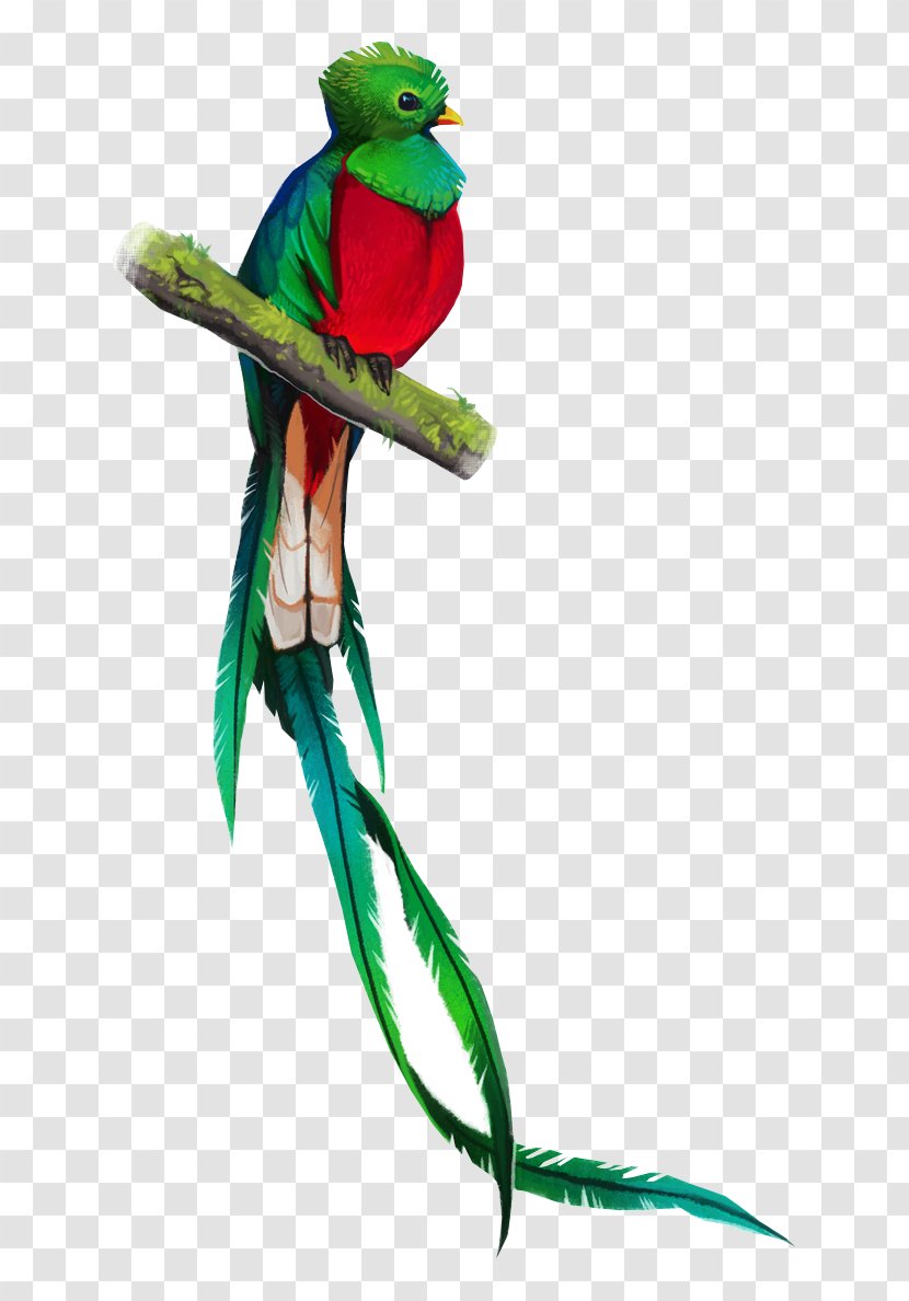 Bird Parrot - Guatemalan Quetzal - Supply Parakeet Transparent PNG