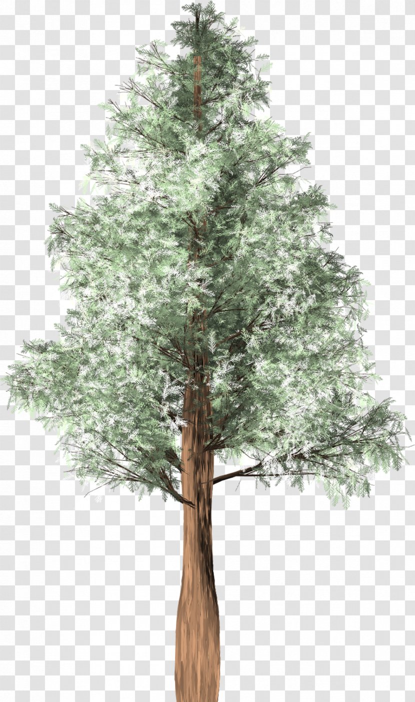 Tree Cedar Austrocedrus Spruce Woody Plant - Conifer Transparent PNG