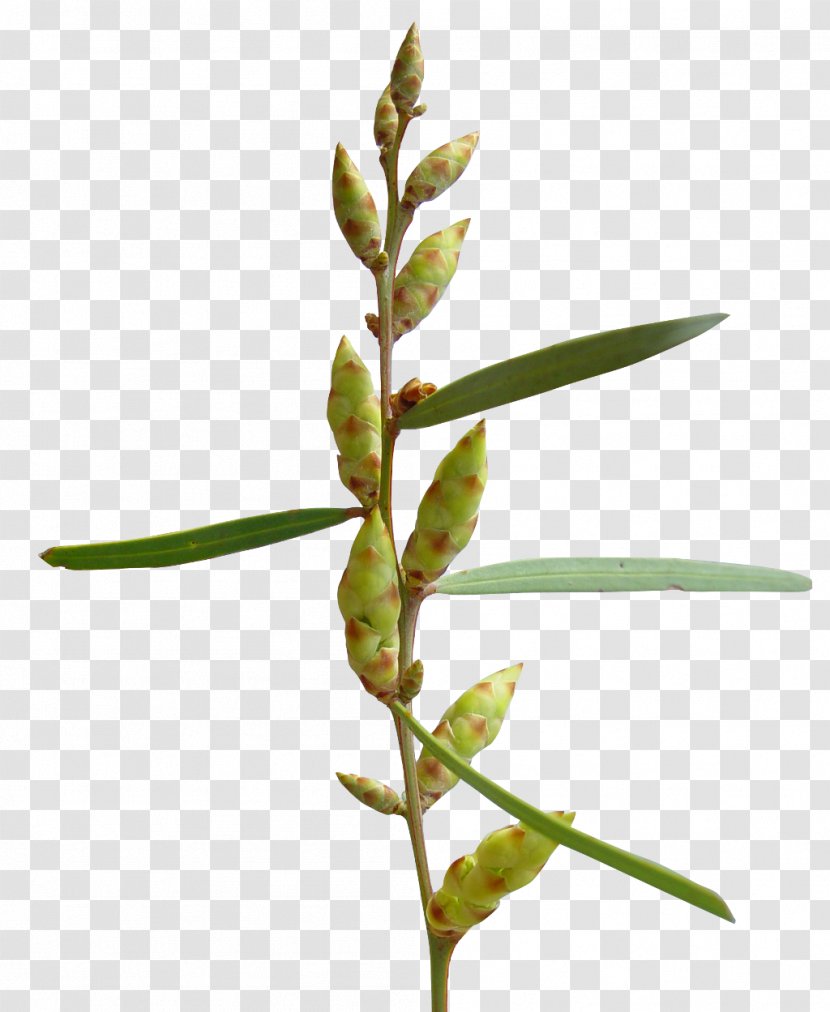 Plant Stem Branch Leaf Twig - Grasses Transparent PNG
