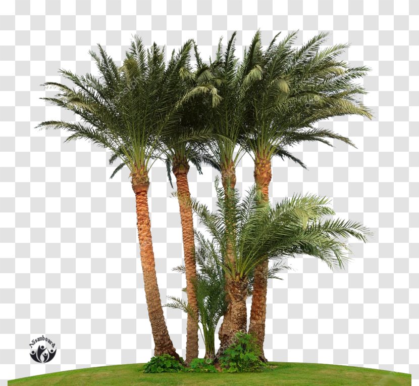 Attalea Speciosa Arecaceae Tree Asian Palmyra Palm Date Transparent PNG