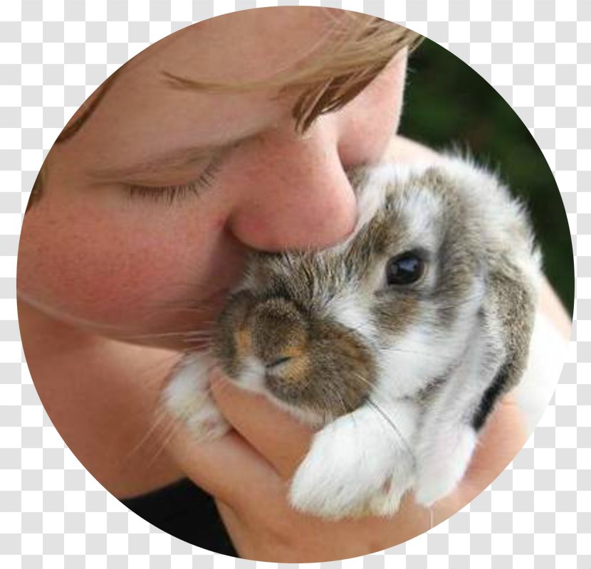 Domestic Rabbit Hare Ear Snout - Tree Transparent PNG