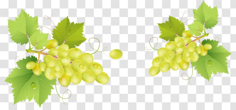 Grappa Common Grape Vine Barrel - Branch - Bunch Of Grapes Transparent PNG