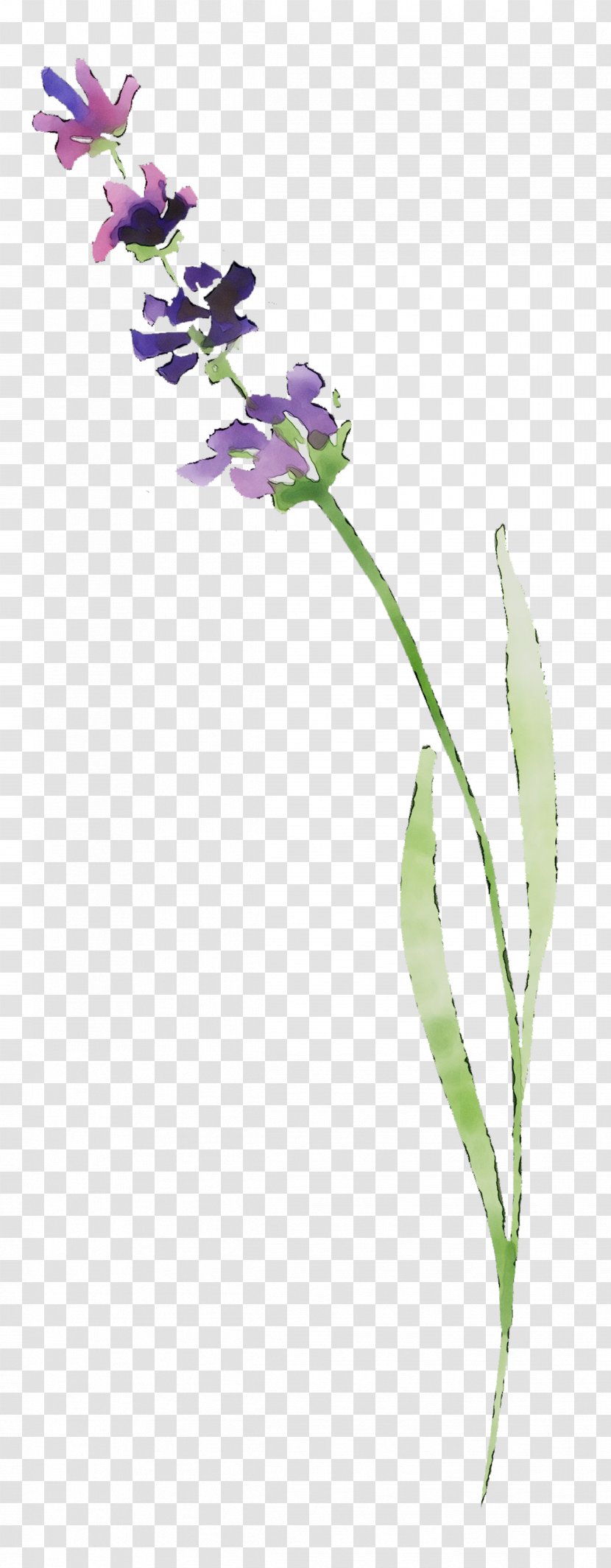 Lavender Plant Stem Twig Plants - Pedicel Transparent PNG