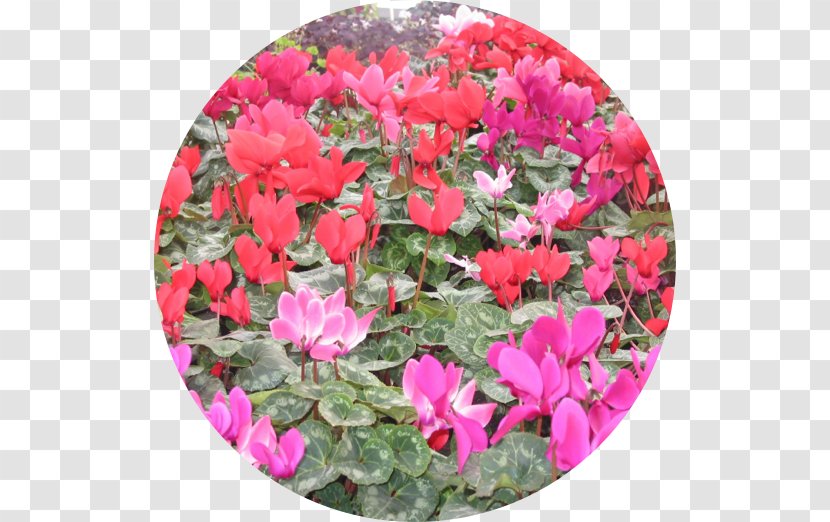Cyclamen Southtowns Gardening Plant - Flowering Transparent PNG