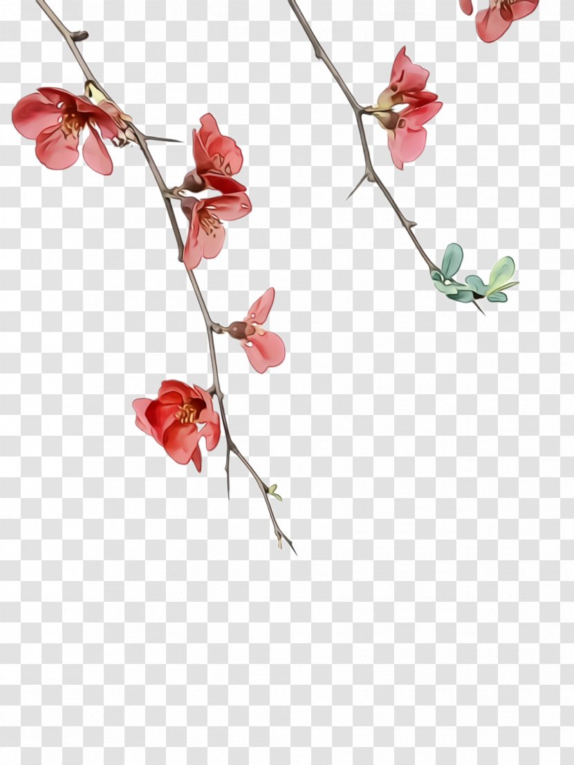 Watercolor Flower Background - School - Moth Orchid Prickly Rose Transparent PNG