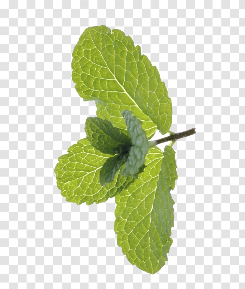 Peppermint Mentha Spicata Euclidean Vector - Food - Free Mint Green To Pull The Material Transparent PNG