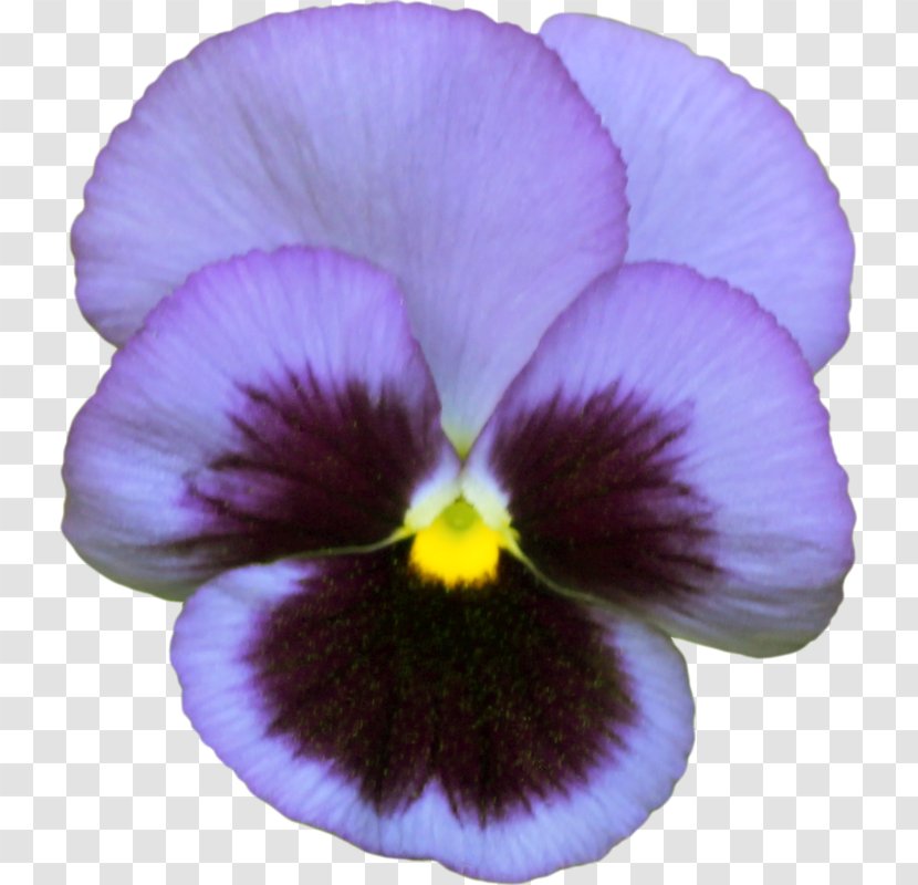 Pansy Photography Violet Image - Wild Transparent PNG