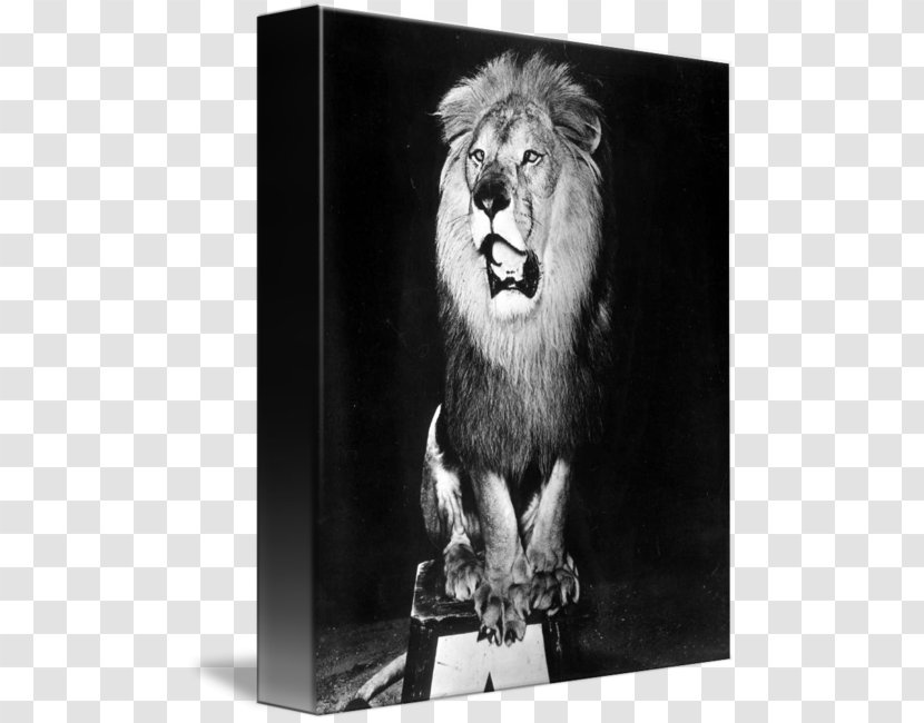 Lion Roar Big Cat White - Sadio Man%c3%a9 - Circus Transparent PNG