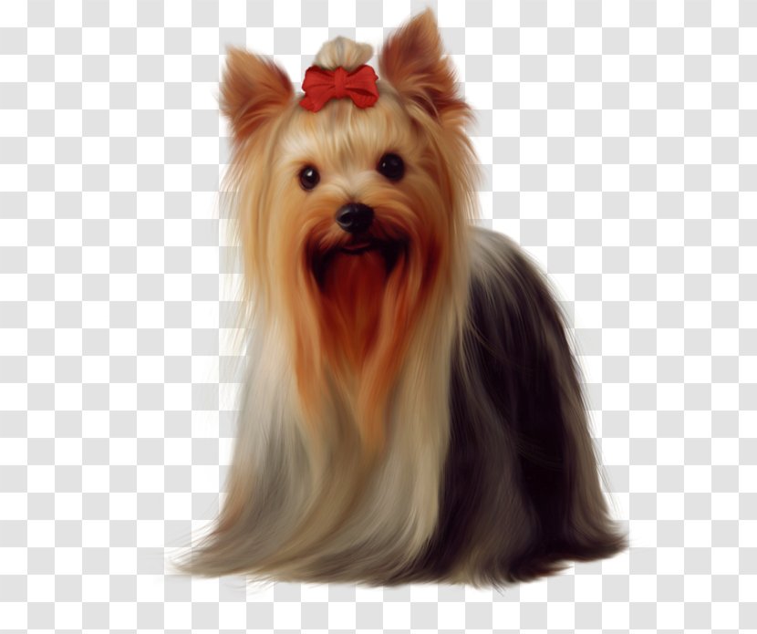 Yorkshire Terrier Golden Retriever Maltese Dog Boston Puppy - Long-haired Wearing A Bow Transparent PNG