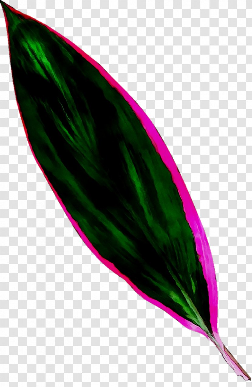 Leaf Magenta - Quill Transparent PNG