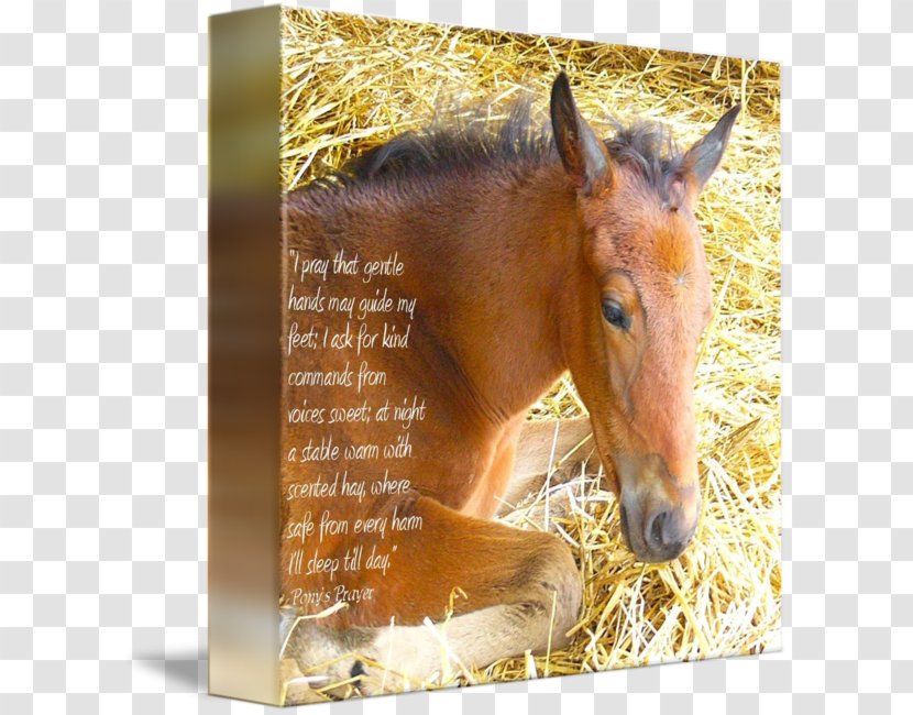 Mustang Foal Stallion Mare Colt - Livestock Transparent PNG