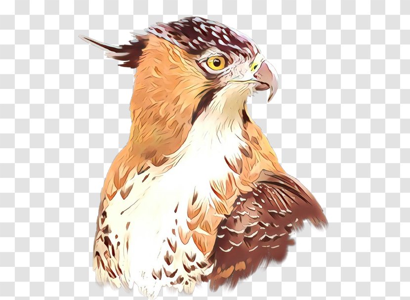 Hawk Owl Eagle Fauna Illustration - Accipitriformes - Bird Of Prey Transparent PNG