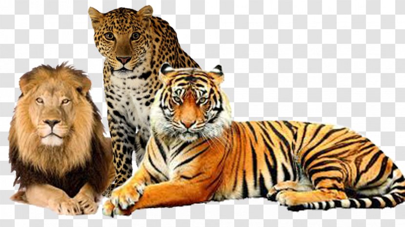 Lion Colchester Zoo Bengal Tiger Felidae - Leopard Transparent PNG
