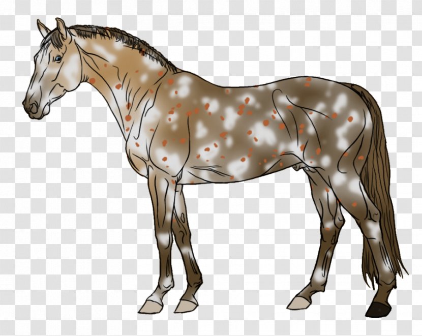 Mule Foal Stallion Halter Mare - Dog Harness - Mustang Transparent PNG
