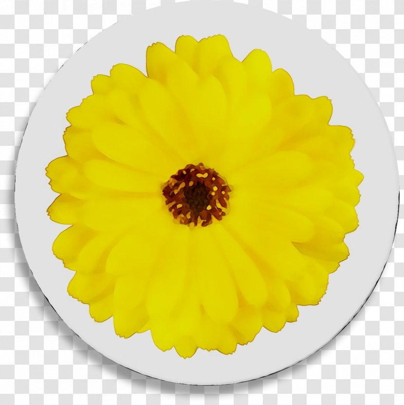 Yellow English Marigold Transvaal Daisy Chrysanthemum Sunflower - Gerbera Transparent PNG