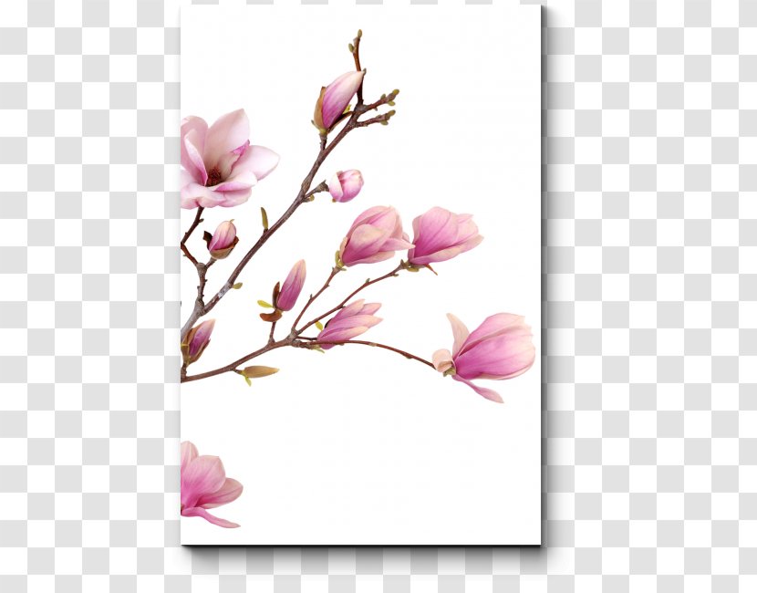 Stock Photography Flower Bud Drawing - Magnolia Family Transparent PNG