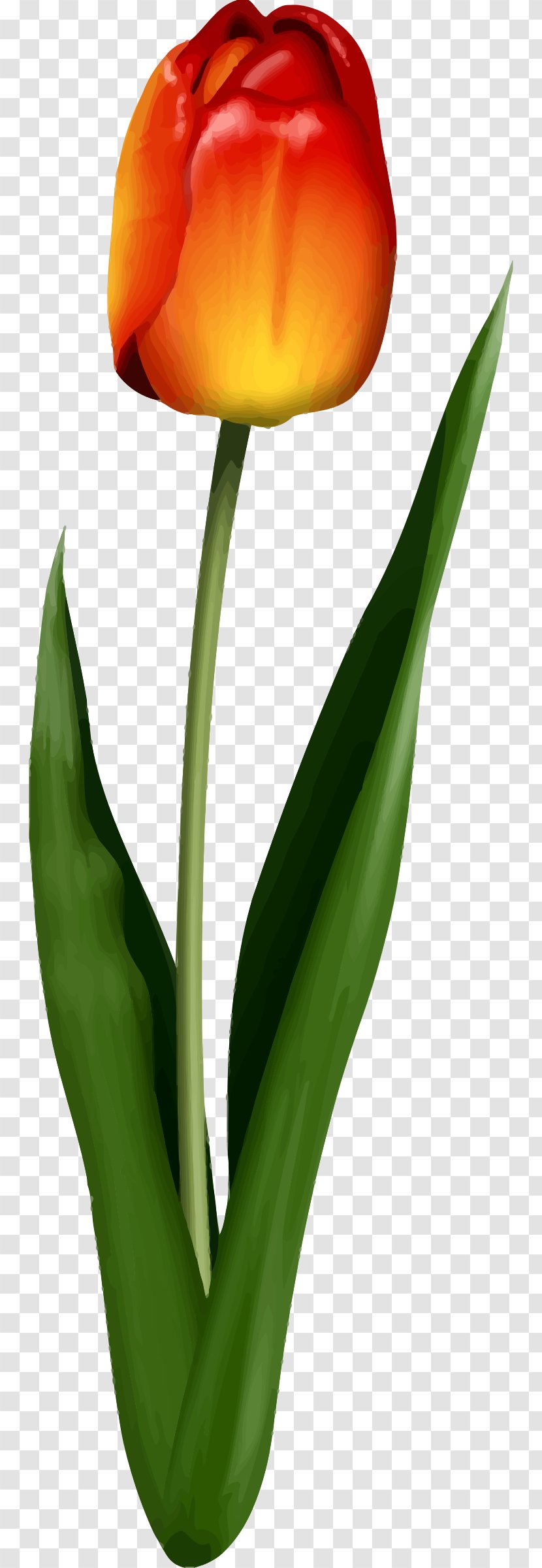 Tulip Flower Leaf Petal Plant Stem - Lily Family Transparent PNG