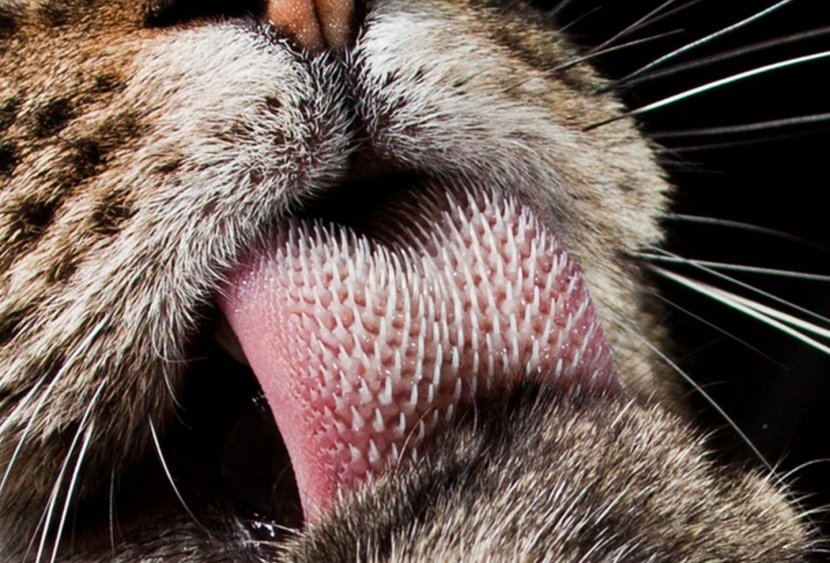 Cat Felidae Kitten Cheetah Tongue - Organism Transparent PNG