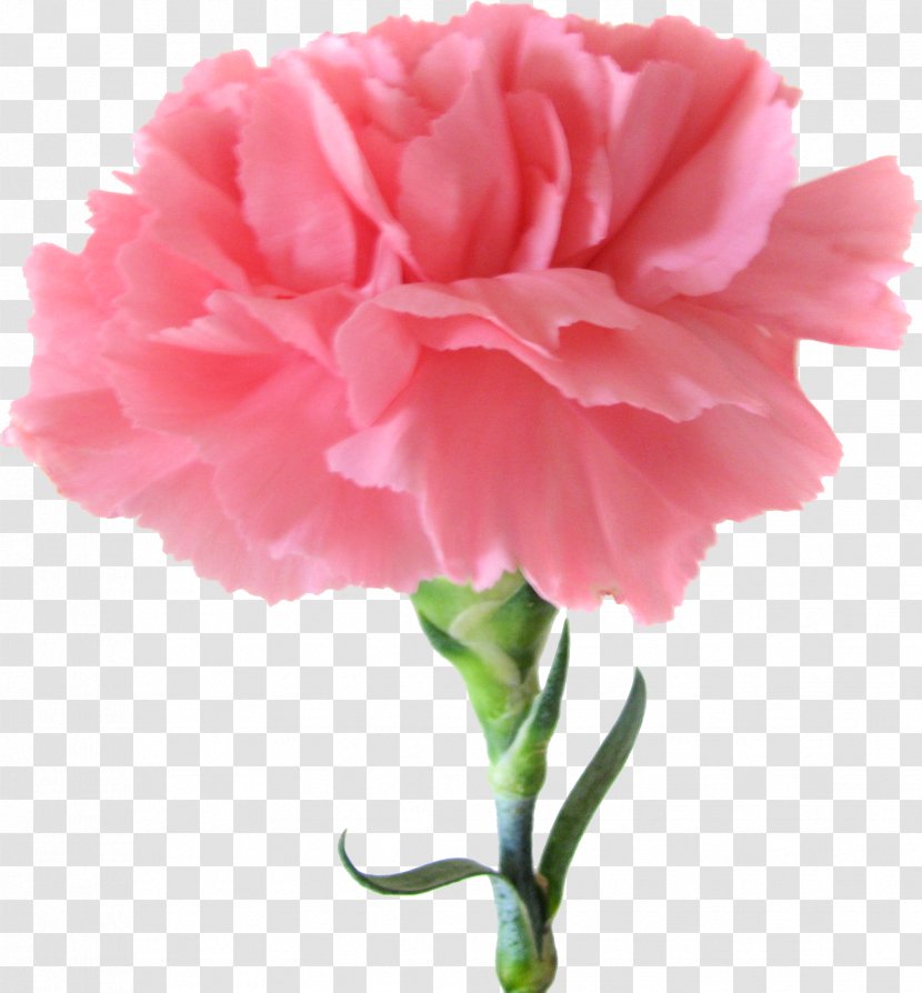 Carnation Pink Flowers Birth Flower - Flowering Plant - CARNATION Transparent PNG
