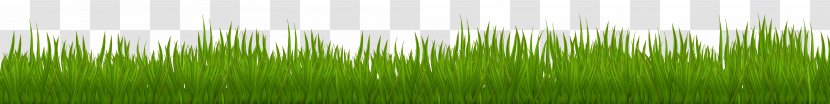 Wheatgrass Green Leaf Plant Stem - Grass - Clip Art Image Transparent PNG