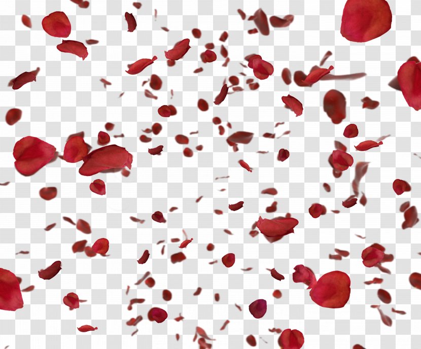 Petal Animation Flower - Rose - Petals Floating Material Transparent PNG