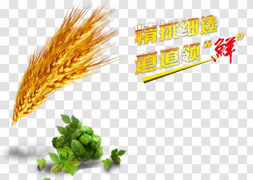 Barley Wheat Green Computer File - Illustration Transparent PNG