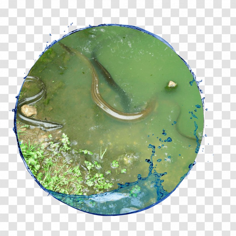 Water Resources Organism Transparent PNG