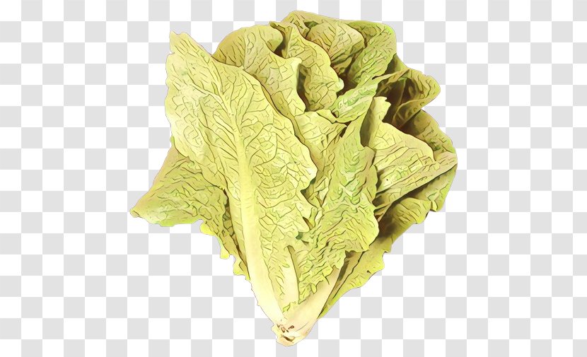 Leaf Cabbage Romaine Lettuce Vegetable - Flower Savoy Transparent PNG