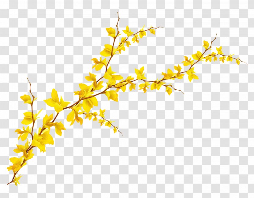 Ginkgo Biloba Leaf - Symmetry - Y-shaped Branch Transparent PNG