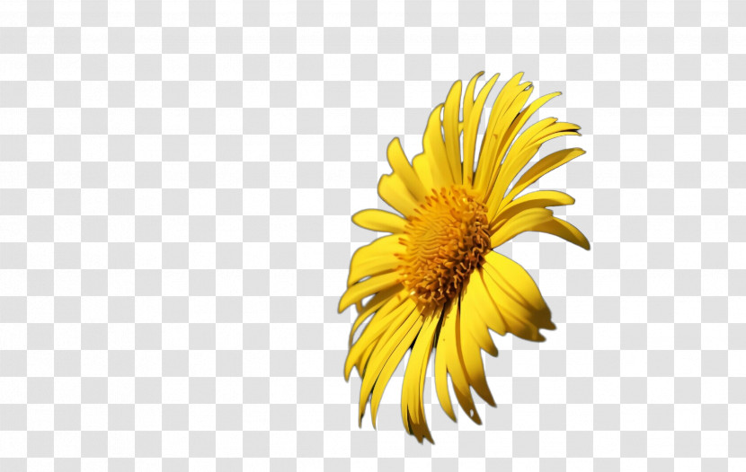 Sunflower Transparent PNG