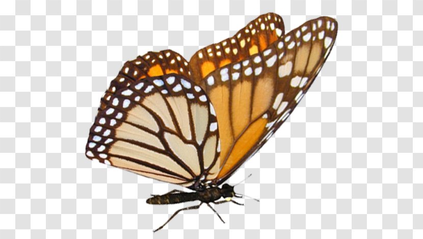 Tiger Cartoon - Monarch Butterfly - Arthropod Riodinidae Transparent PNG