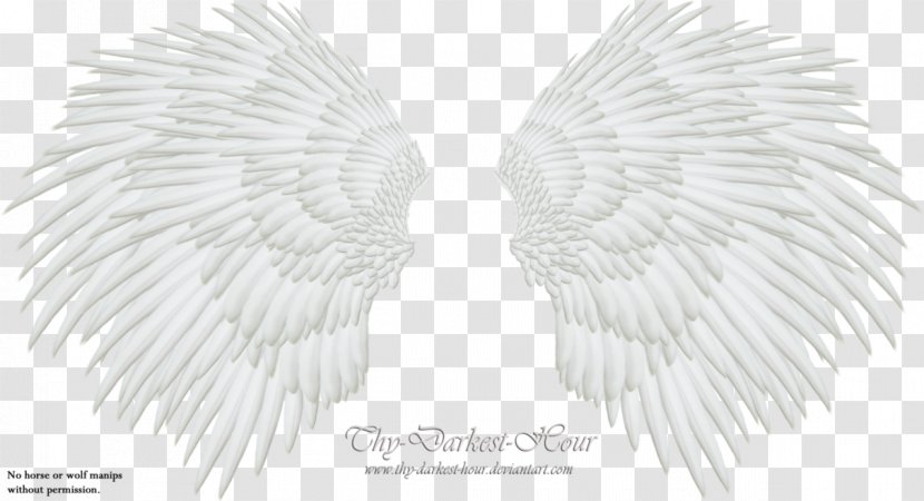 White Black Pattern - And - Wing,Angel Wings,Real Transparent PNG