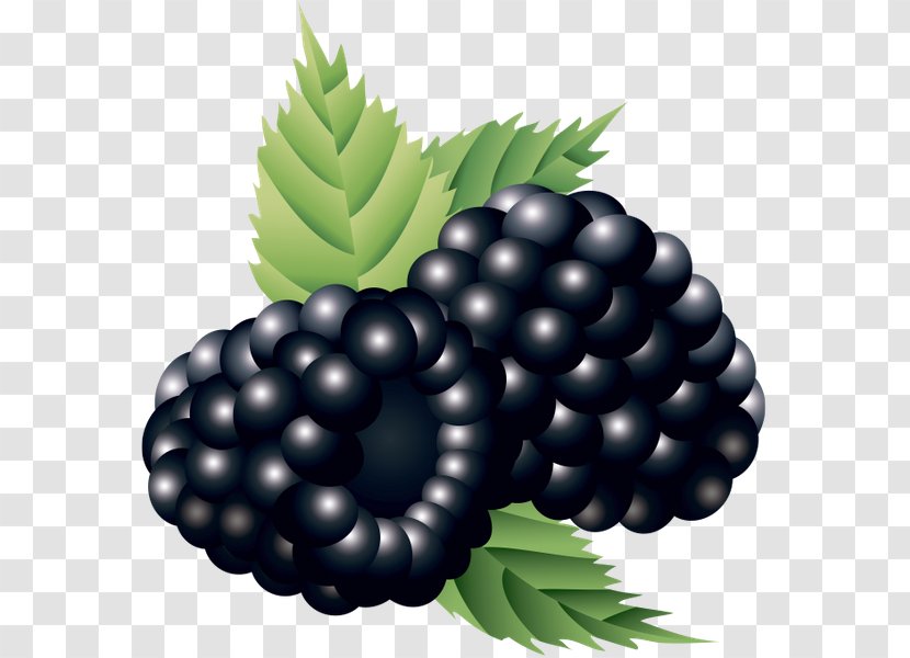 Bilberry Boysenberry - Auglis - Blueberry Transparent PNG