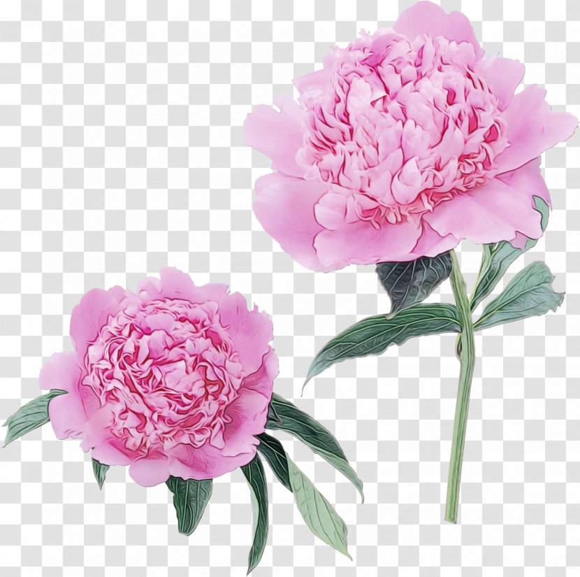Peony Cabbage Rose Image Garden Roses - Royalty Payment - Family Transparent PNG