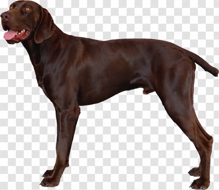 German Shorthaired Pointer Vizsla Hunting Dog Puppy - Liver Transparent PNG
