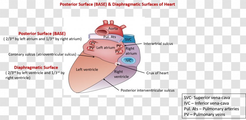 Heart Ventricle Anatomy Atrium Coronary Sulcus - Silhouette Transparent PNG