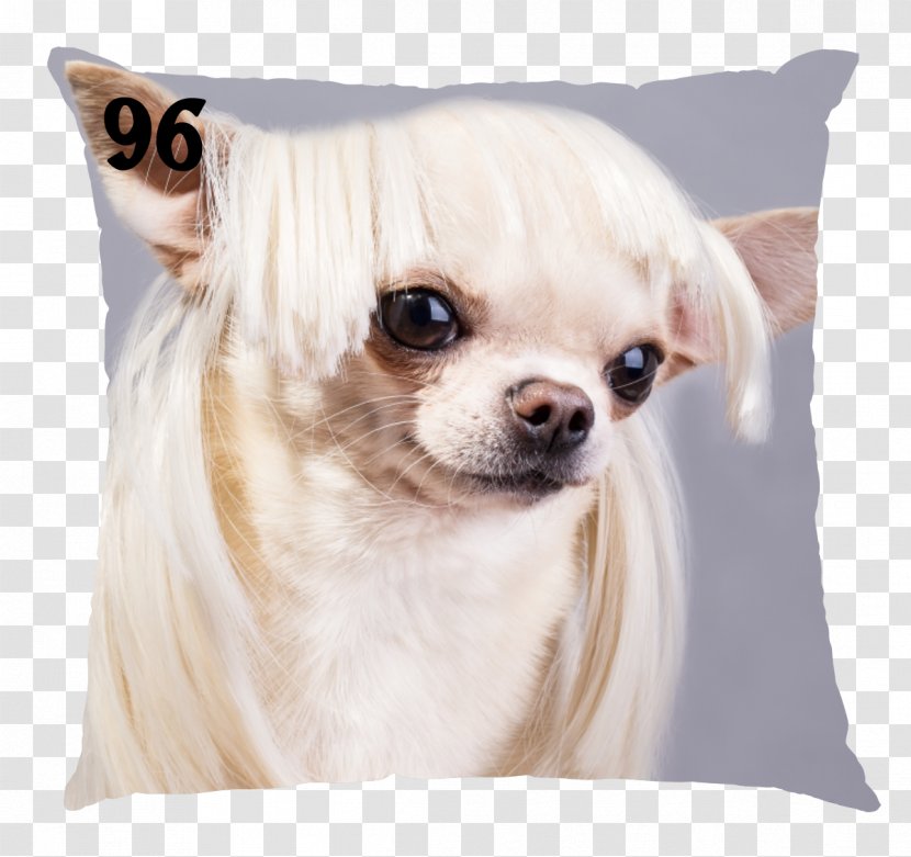 Chihuahua Puppy Stock Photography - Snout Transparent PNG