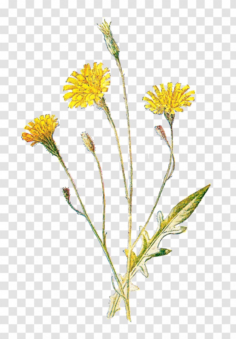 Wildflowers Of North America: A Guide To Field Identification Clip Art - Plant Stem - Wild Flower Transparent PNG