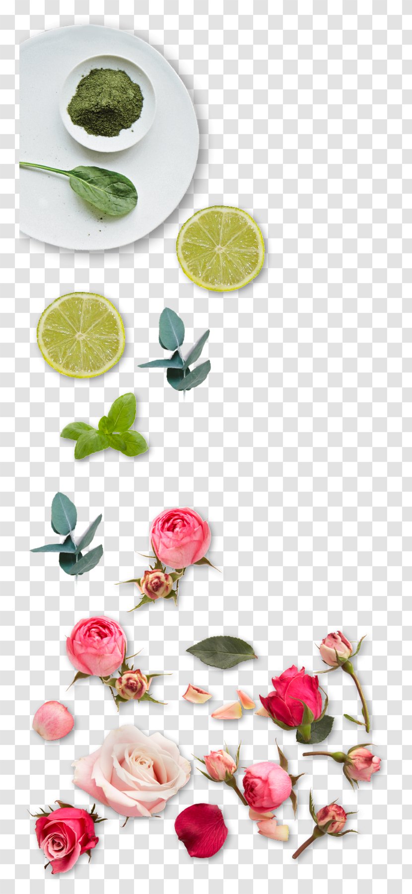 Superfood Floral Design - Petal - Magnolia Picture Material Transparent PNG